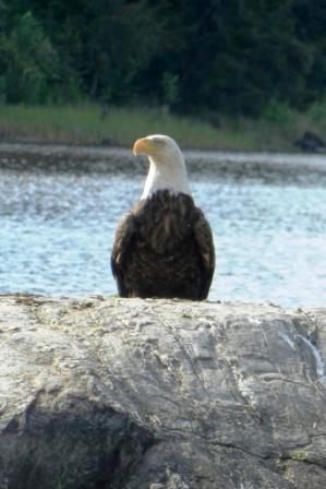 Canada Fishing Trip Bald Eagle