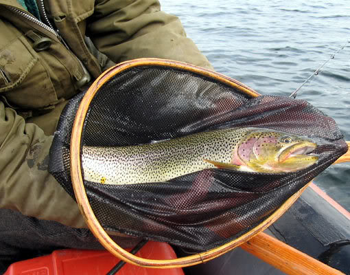 Fly Fishing Rainbow