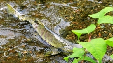 Ketchikan Salmon Spawn