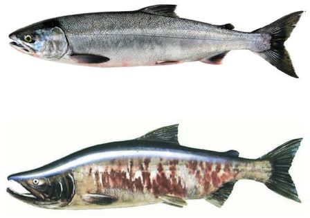 Chum Salmon – Dog Salmon 