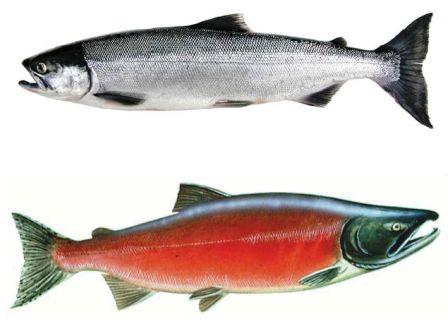 Sockeye Salmon – Red Salmon 