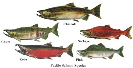 Types of Salmon