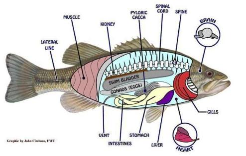 fish anatomy, fish diagram, anatomy of a fish